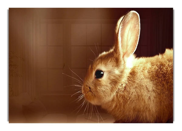 Bunny 3