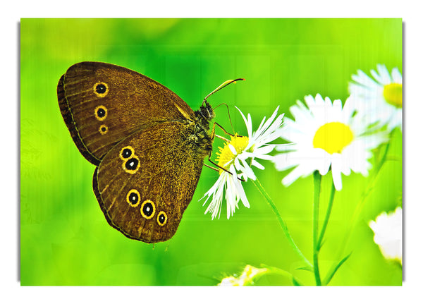 Butterfly Close Up