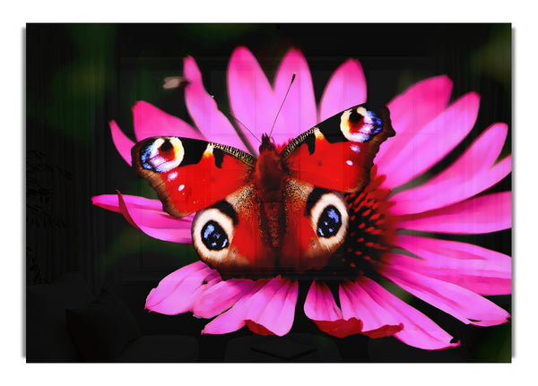 Schmetterlingsaufguss