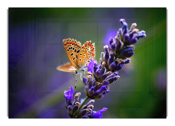Schmetterling auf Lavendelblüte