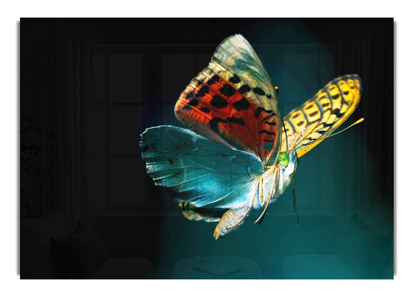 Schmetterling Regenbogen