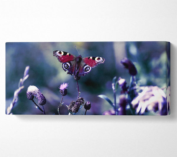 Schmetterling mit offenen Flügeln