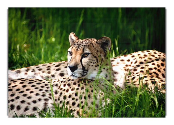 Cheetah Doppelmonitor