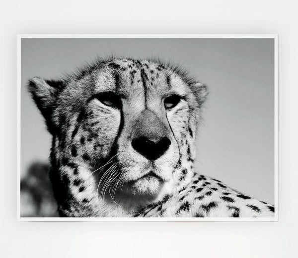 Cheetah Stare Print Poster Wall Art