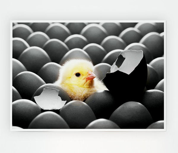 Chick Hatching Print Poster Wall Art