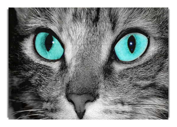 Nahaufnahme eines grau getigerten Katzengesichts