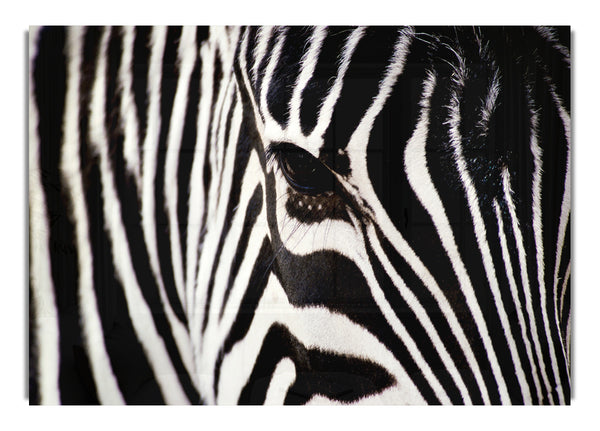Nahaufnahme Gesicht Zebra