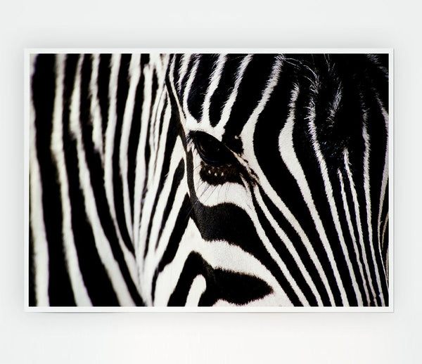 Close Up Face Zebra Print Poster Wall Art