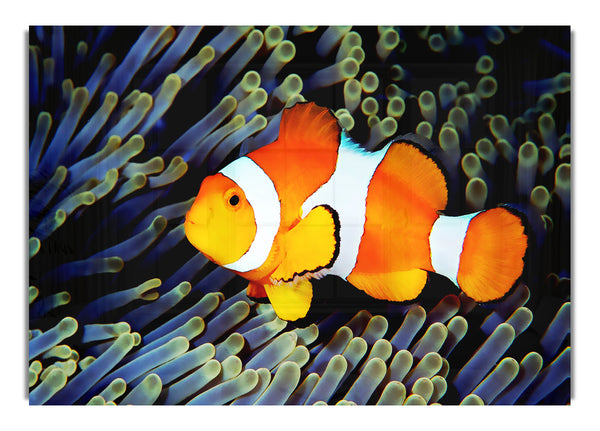 Clownfisch
