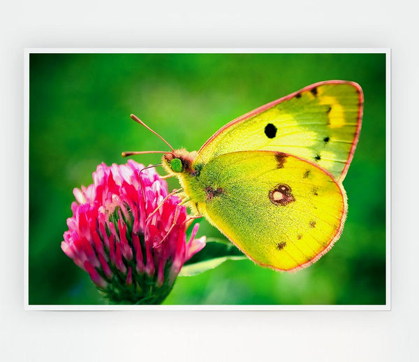 Colias Hyale Butterfly Print Poster Wall Art