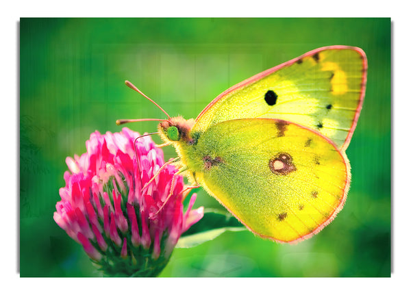 Colias Hyale Schmetterling