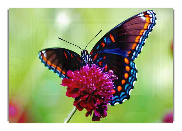 Bunte Schmetterlingsblume