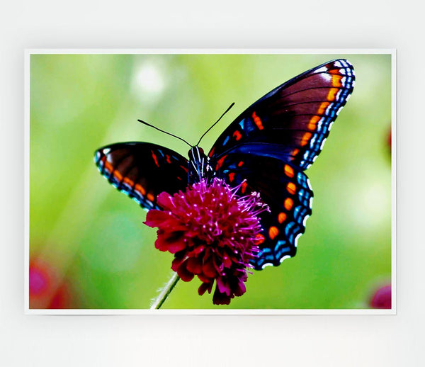 Colourful Butterfly Flower Print Poster Wall Art