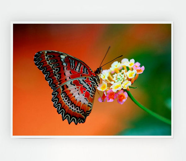 Colourful Butterfly Rests Print Poster Wall Art