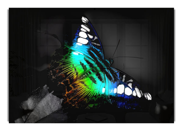 Bunter Schmetterling
