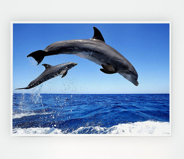 Common Bottlenose Dolphins Print Poster Wall Art