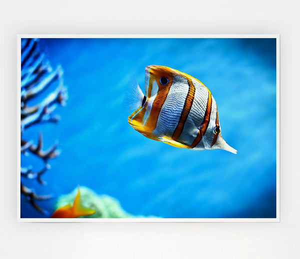 Copperband Butterfly Fish Print Poster Wall Art