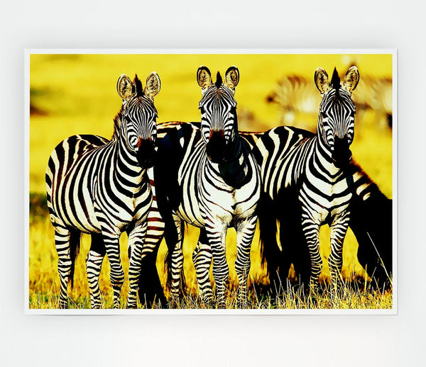 Curious Zebras Print Poster Wall Art