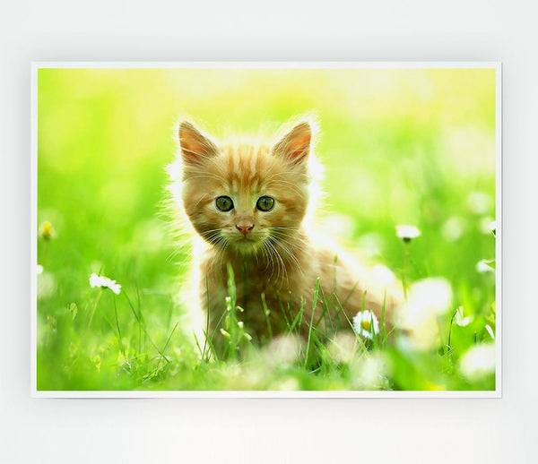 Cute Kitten Print Poster Wall Art