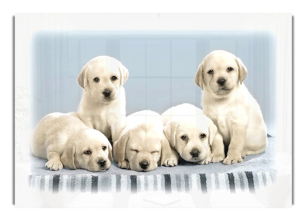 Cute Puppies