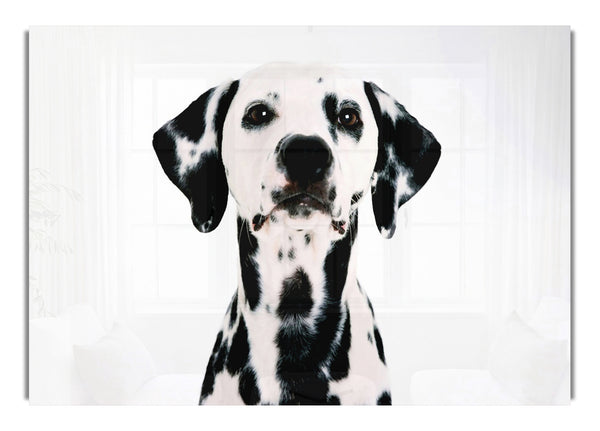 Dalmatian Beauty