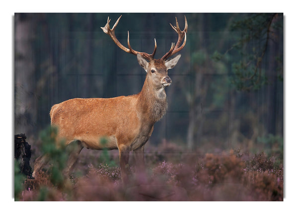 Hirsch 2