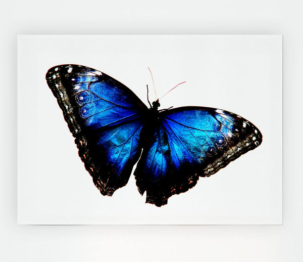 Diamond Blue Butterfly Wings Print Poster Wall Art