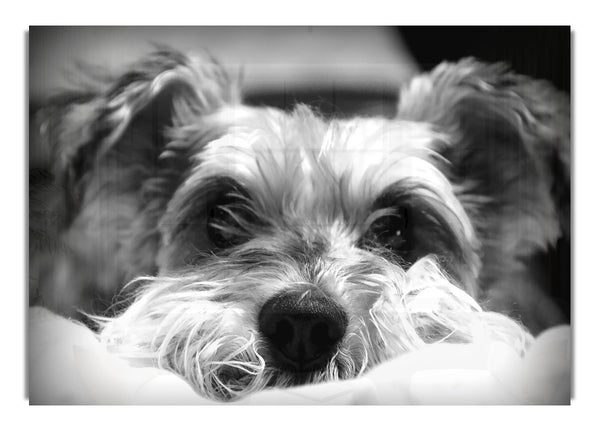 Hund Bw