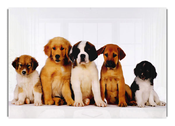Hundefamilie