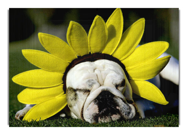 Hunde-Sonnenblumenmütze