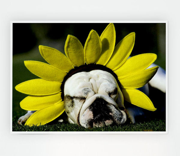 Dog Sunflower Hat Print Poster Wall Art