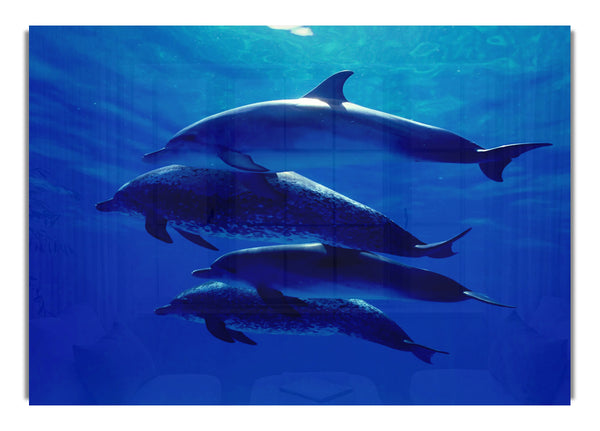 Delfinfamilie