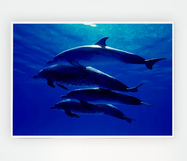Dolphin Family Print Poster Wall Art