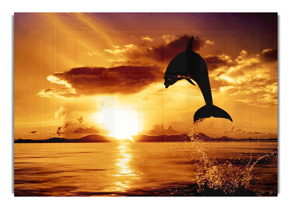 Delfin-Sonnenuntergang