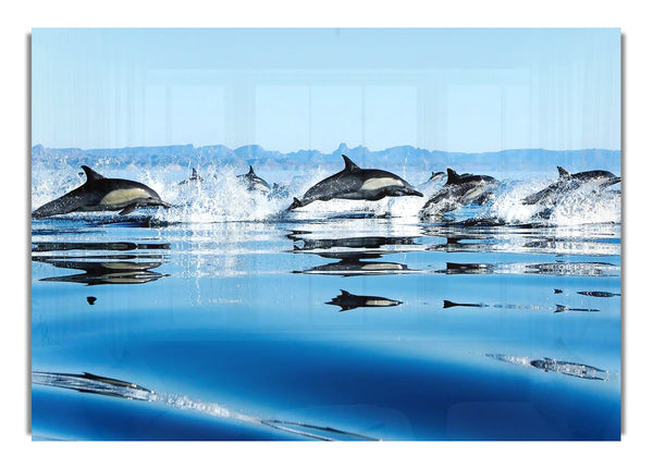 Delfine im Meer