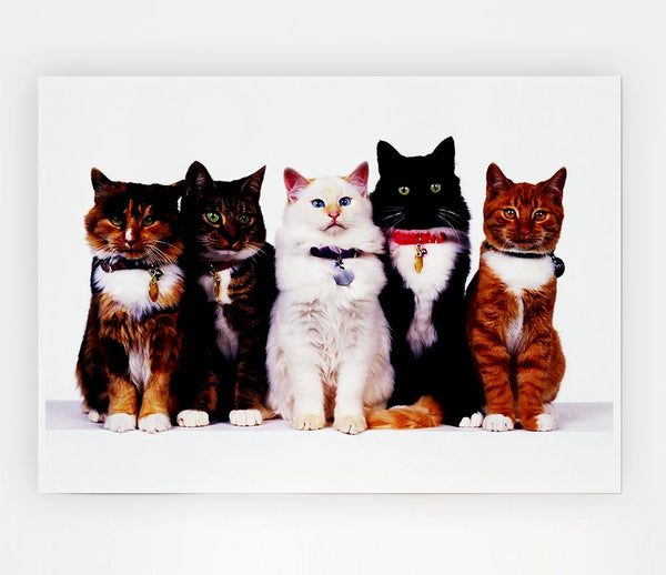Family Of Cats Print Poster Wall Art