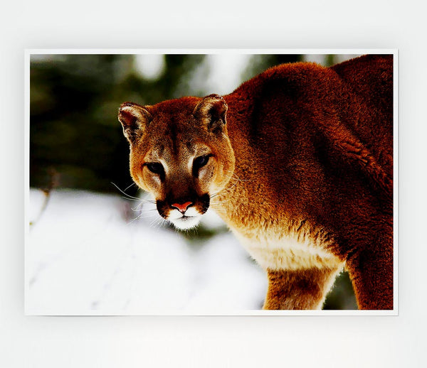 Florida Panther In The Snow Print Poster Wall Art