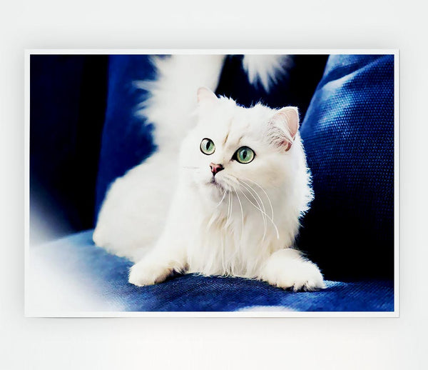 Fluffy White Kitten Print Poster Wall Art