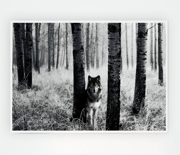 Forest Wolf Print Poster Wall Art