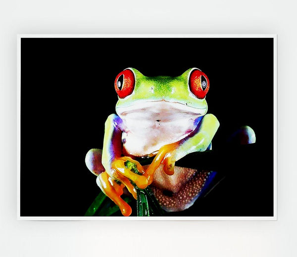 Frog Eyes Print Poster Wall Art