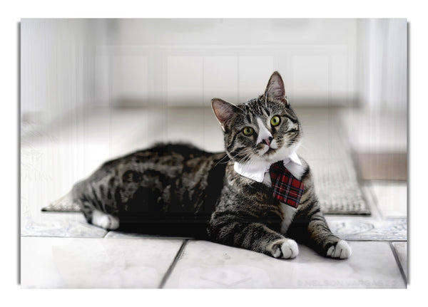 Funny Cat Wears Tie