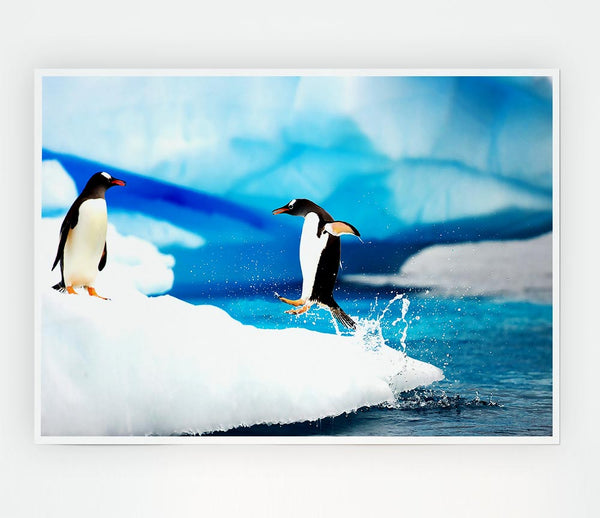 Gentoo Penguins Antarctica Print Poster Wall Art