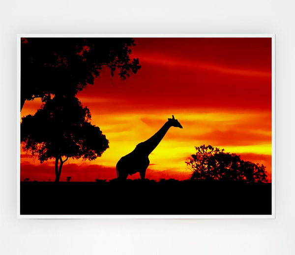 Giraffe At Dawn Print Poster Wall Art