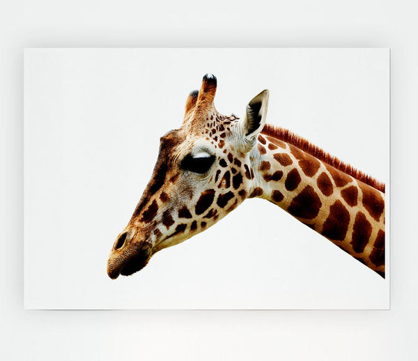 Giraffe Face Print Poster Wall Art