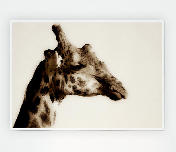 Giraffe Head Stare Print Poster Wall Art