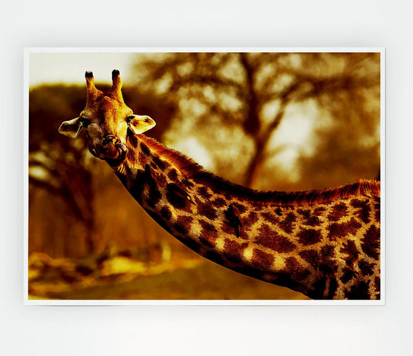Giraffe Neck For Birds Print Poster Wall Art