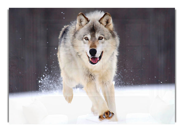 Grauer Wolf Minnesota