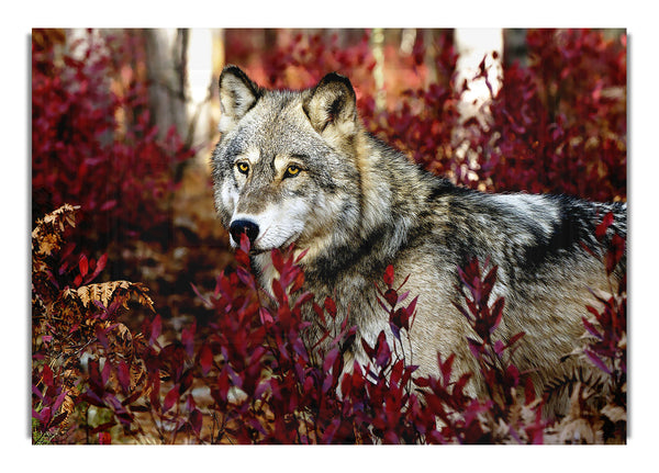 Grauer Wolf