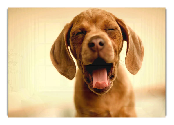 Hehehe, lustiger Hund 1920X1200