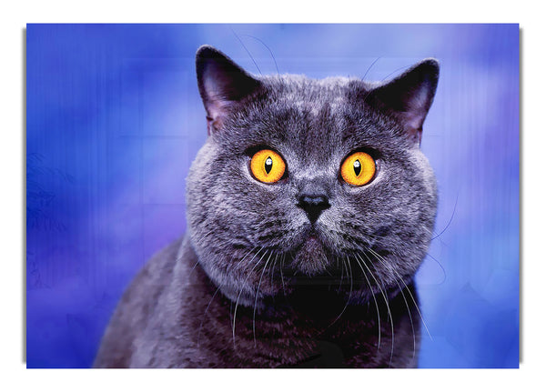 Hier schaust du auf die Katze, Wild Life Canvas